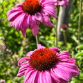 IMG 3930